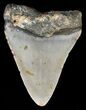 Bargain, Megalodon Tooth - North Carolina #54756-2
